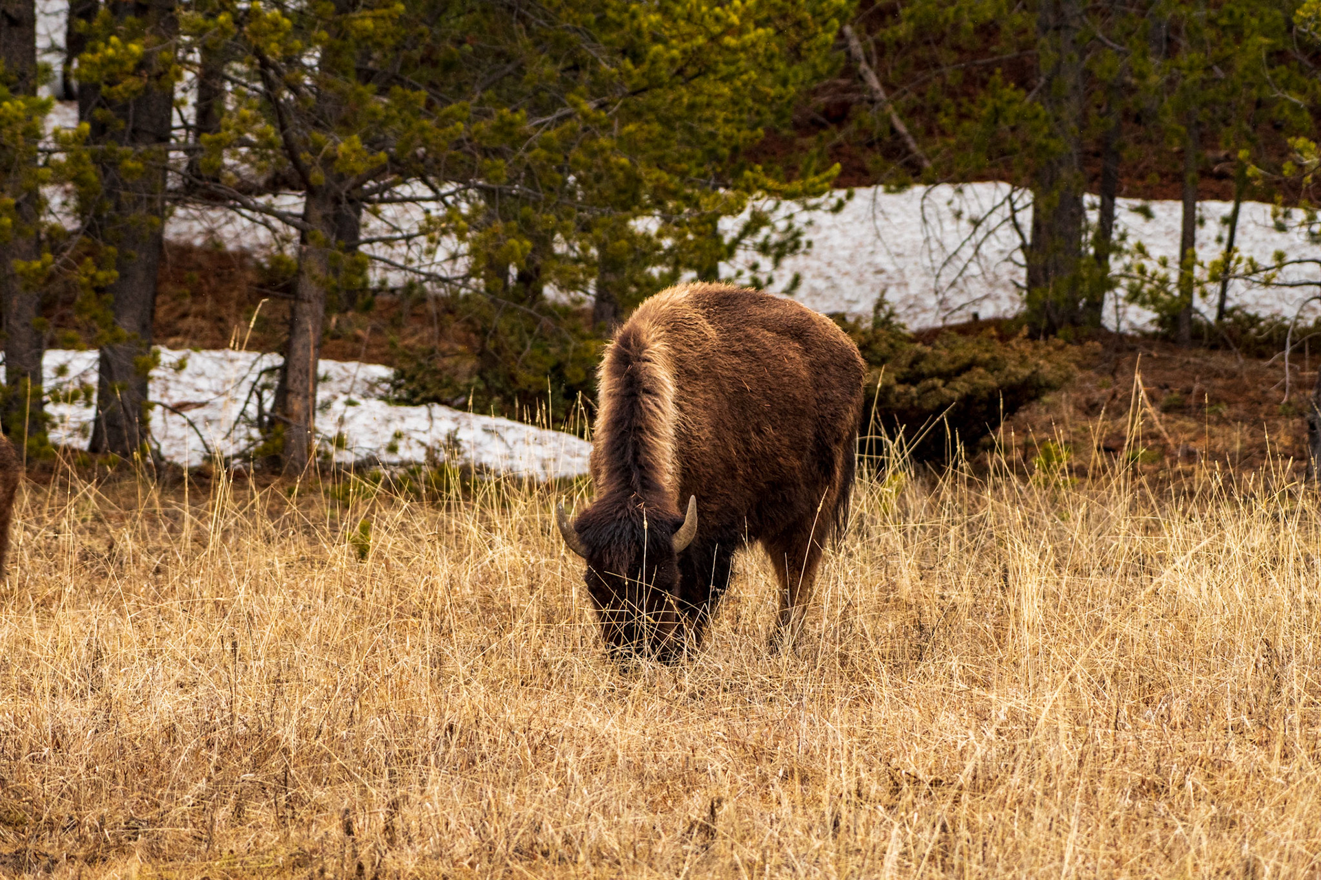 Bison grazing (Yellowstone National Park)