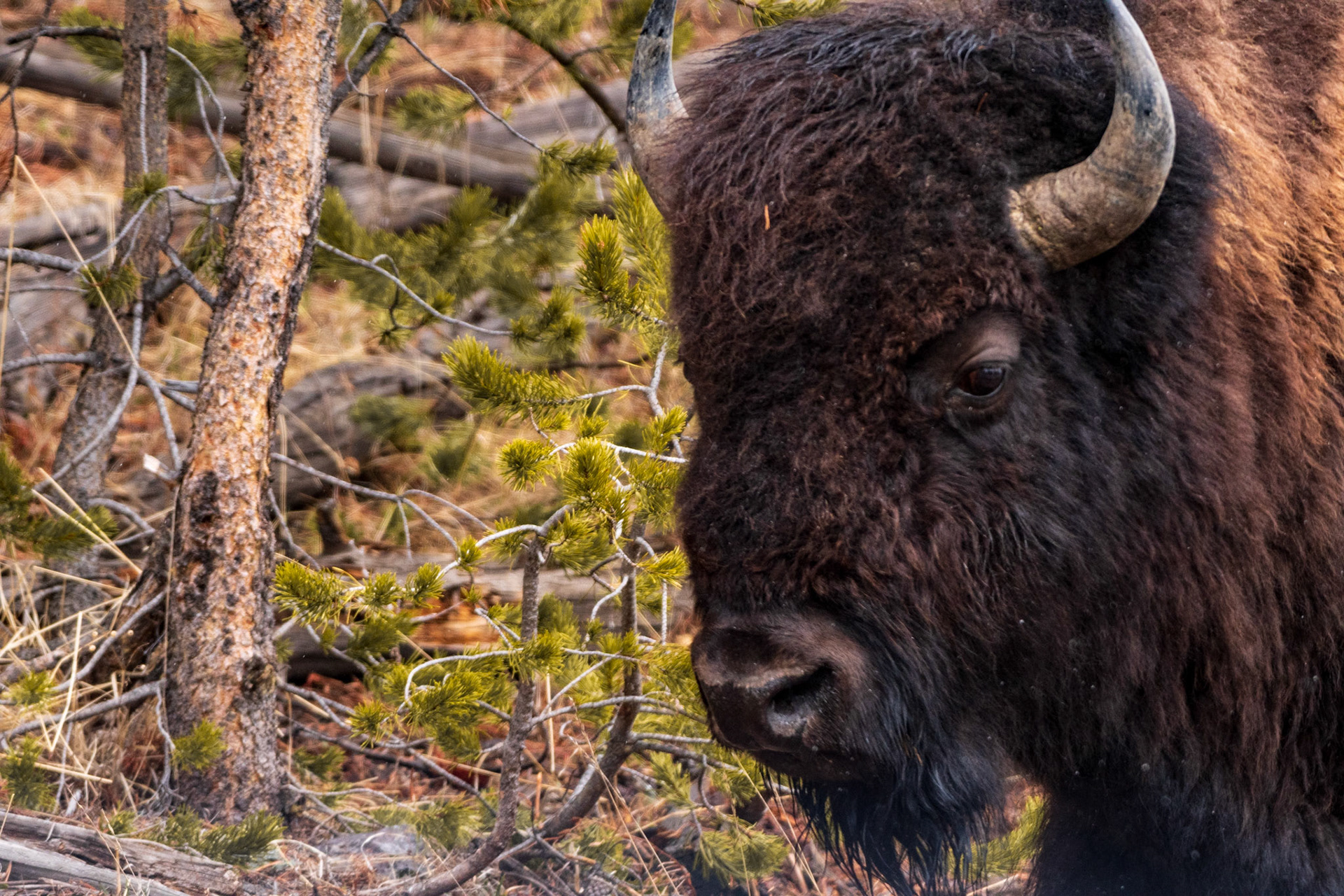 Bison looking for food (Grand Teton National Park)