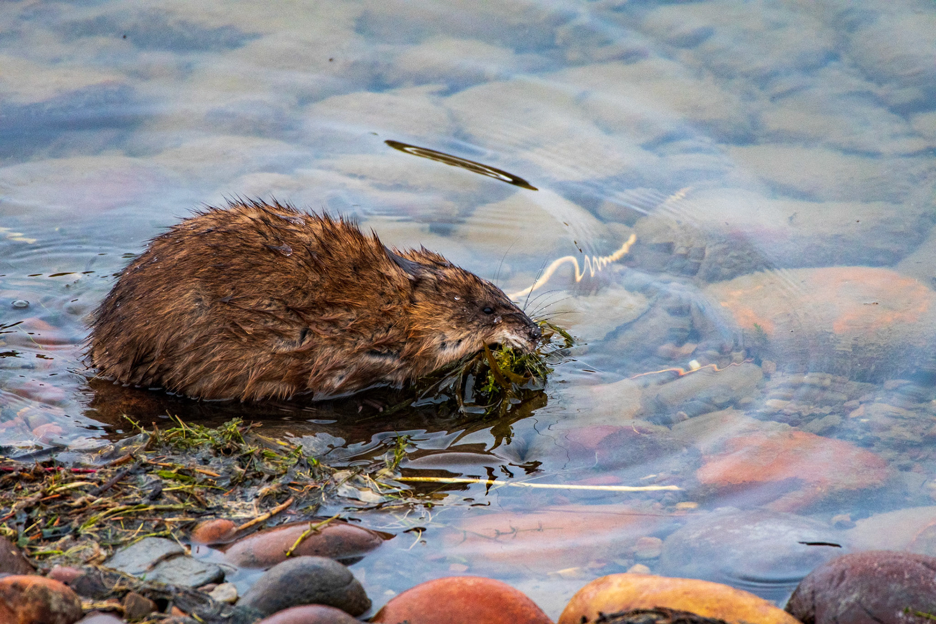Muskrat building a dam at the Oxbow Bend of the Snake River. Grand Teton National Park