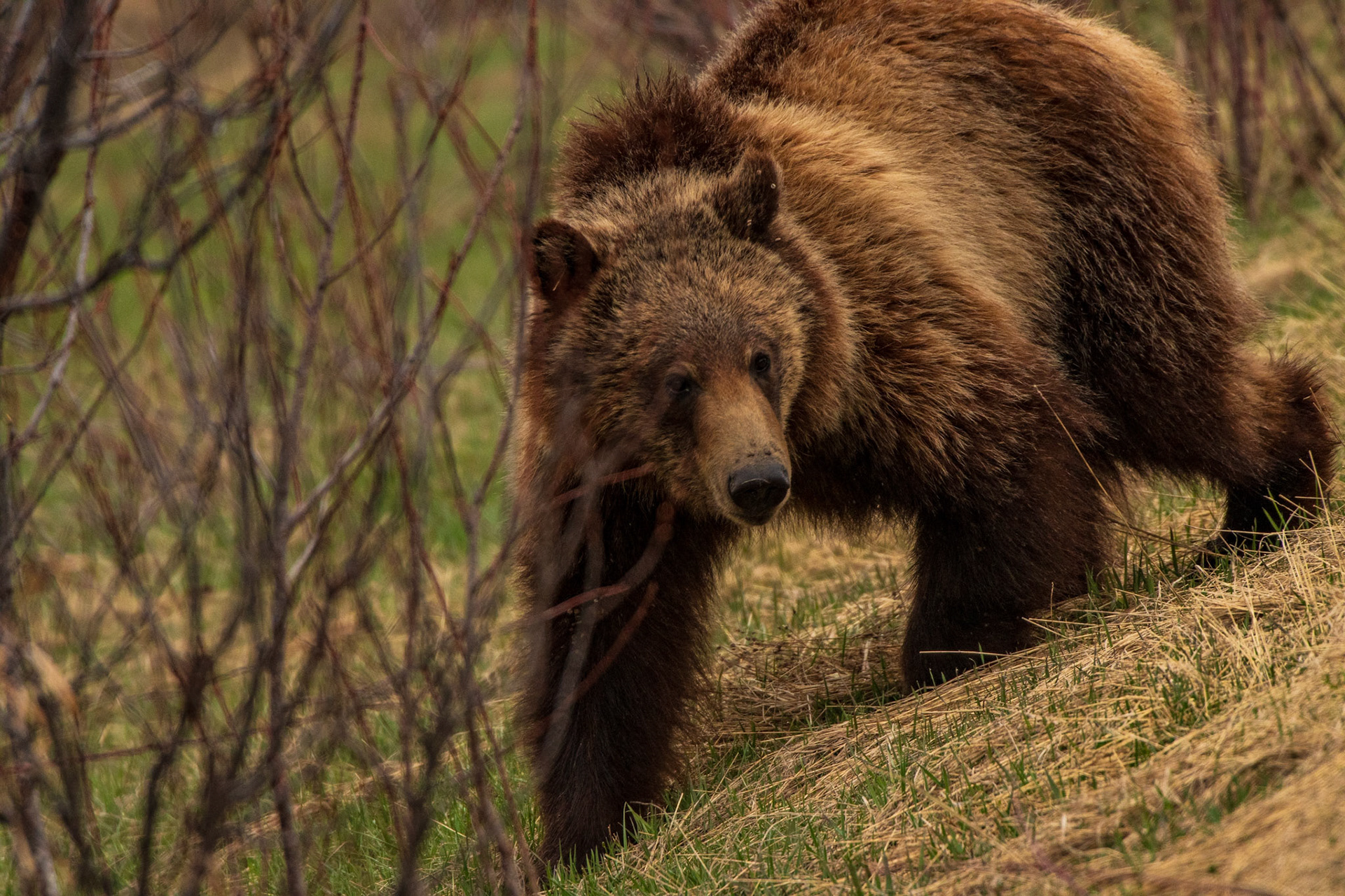 Grizzly Bear looking for food (Grand Teton National Park)
