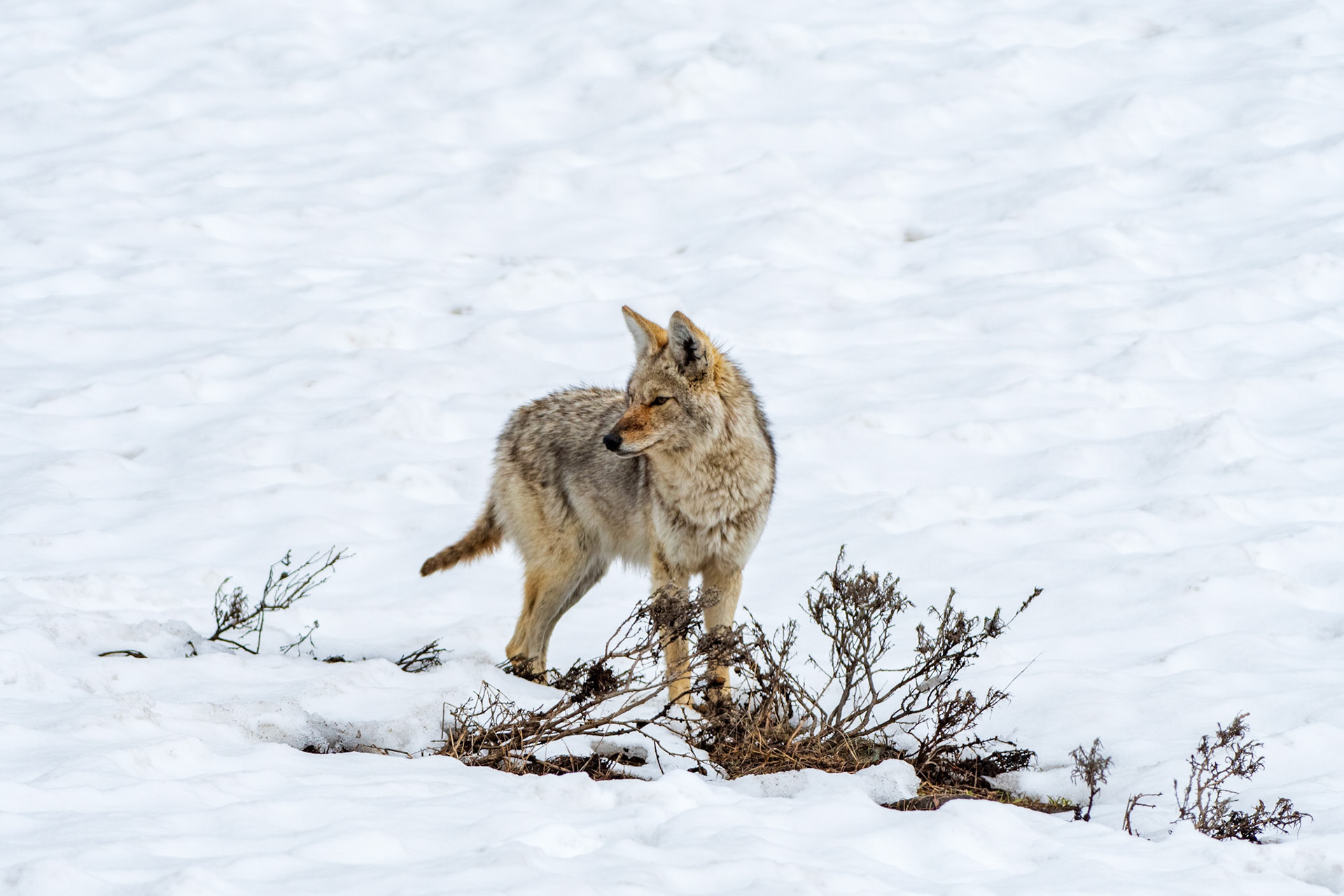 Coyote looking for food (Grand Teton National Park)