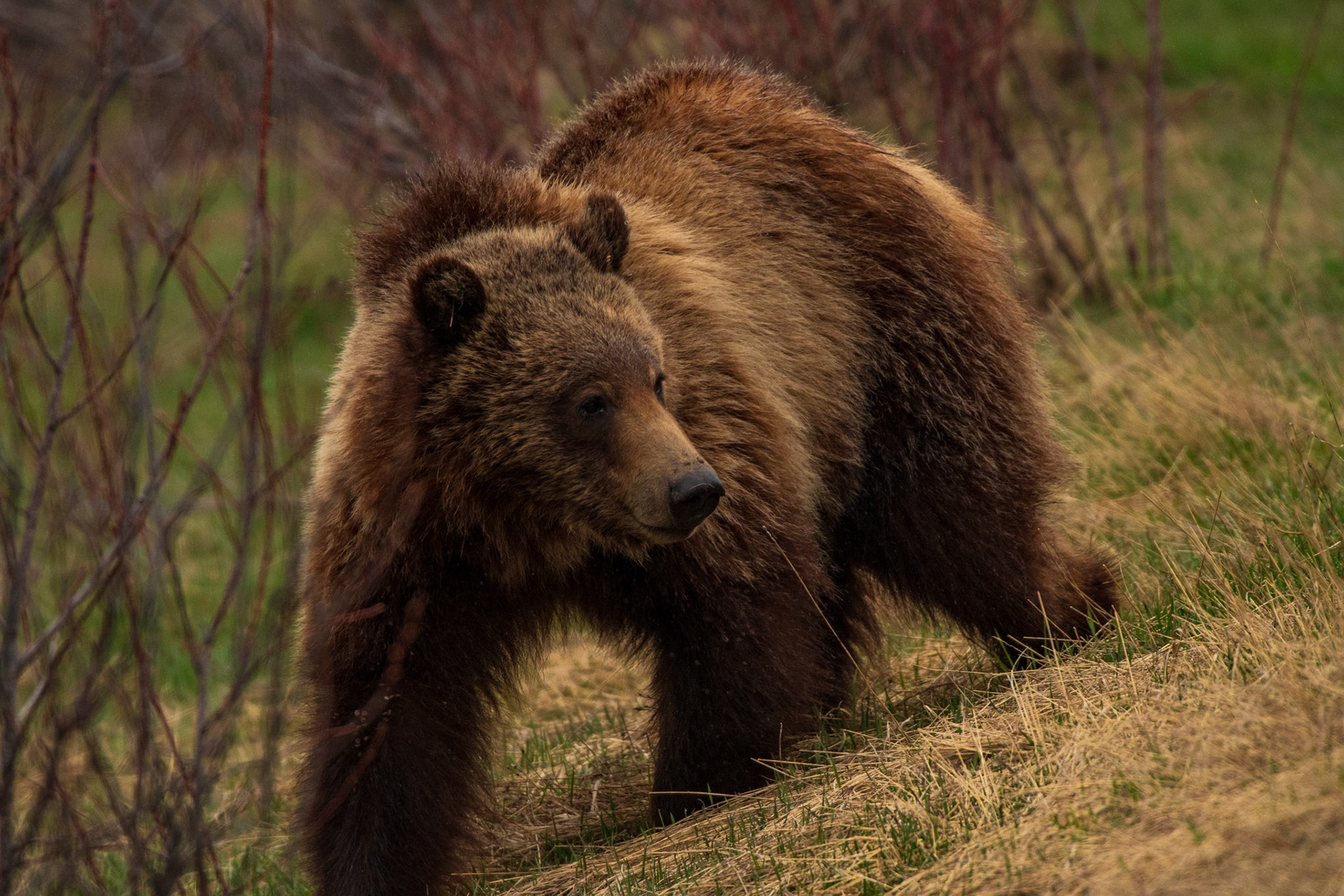Grizzly Bear looking for food (Grand Teton National Park)