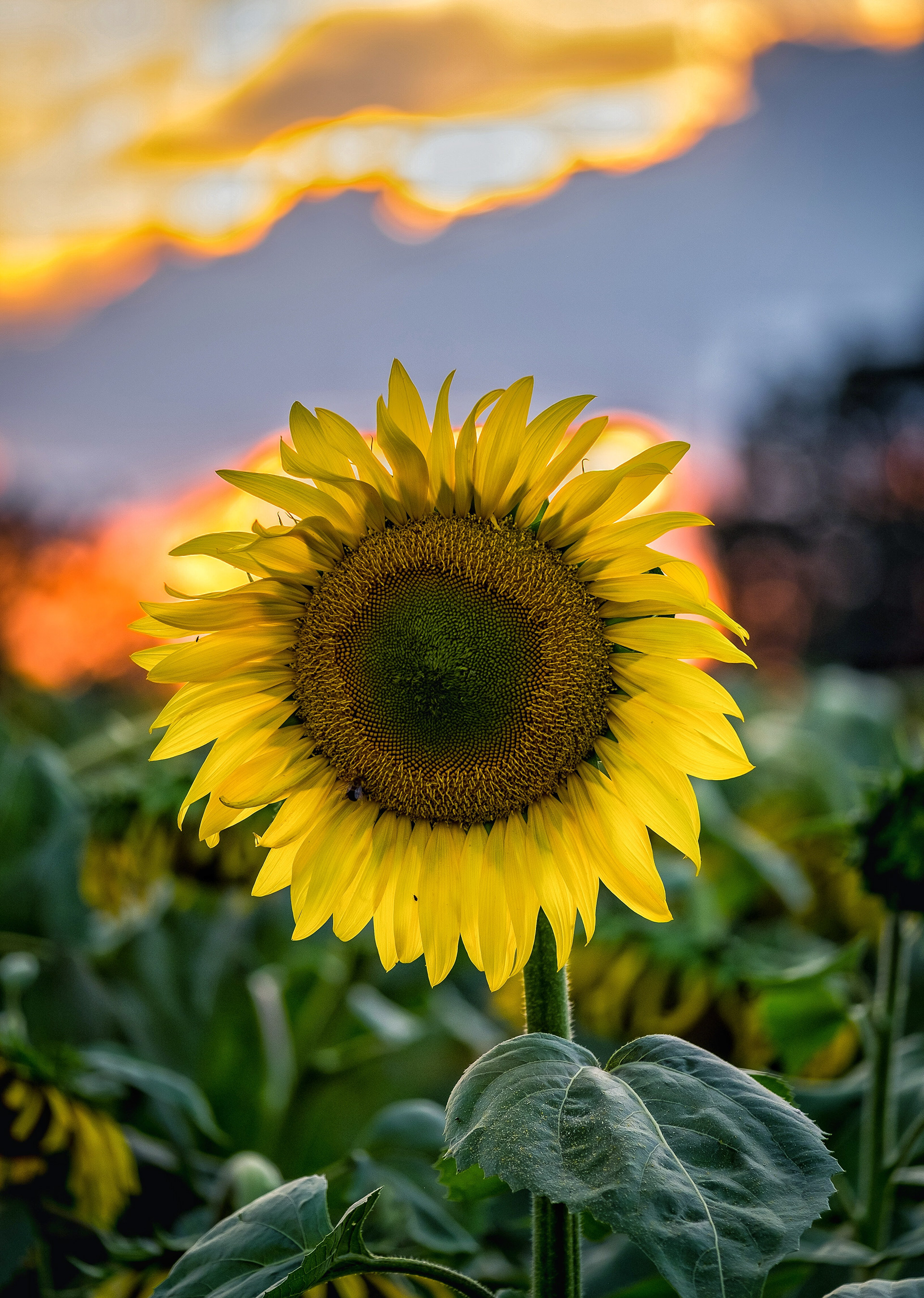 Sunflower, Howell, MI