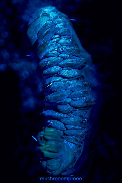 top shot of a weird shape cactus in the night