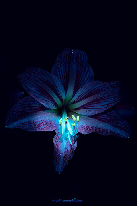 Lilum flower shining in the dark because under uv light