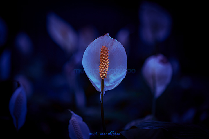 calla lily standing on a dark blue background 