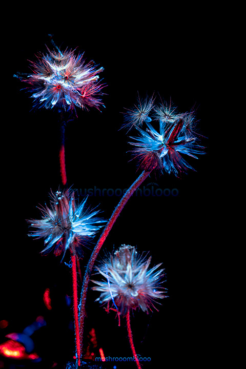 bunch of dandelion flower lighten up with uv and red lights