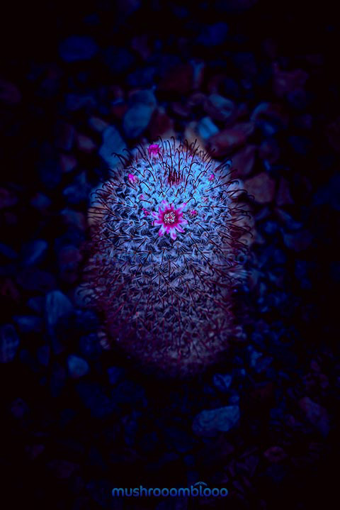 Cactus with flower on rocky background