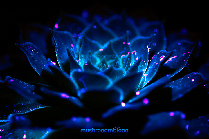 macro photography of a succulent that has pink dust on