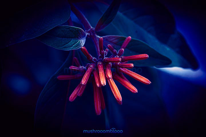 Red rare flowers exposed to ultraviolet ray lights