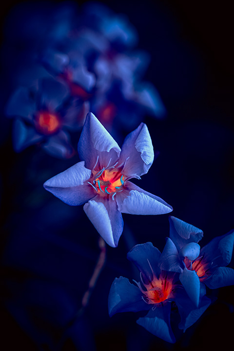 Oleander Flower under uv lights in the dark
