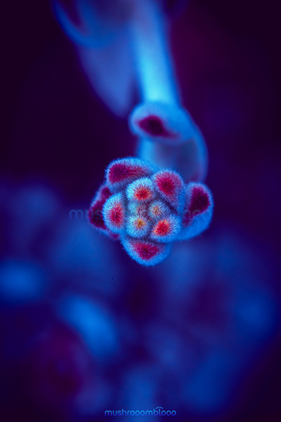 top view of succulent plant in blue tones