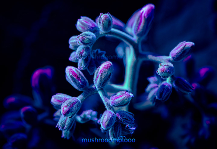 Blue furry plant exposed to ultraviolet indirect light
