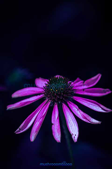 Pink Flourish flower under the moonlight rays