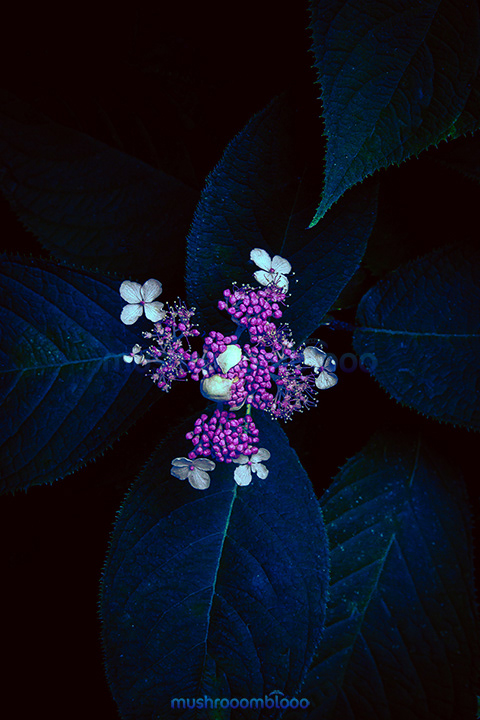 White and pink little flowers view top on blue dark tone leafs