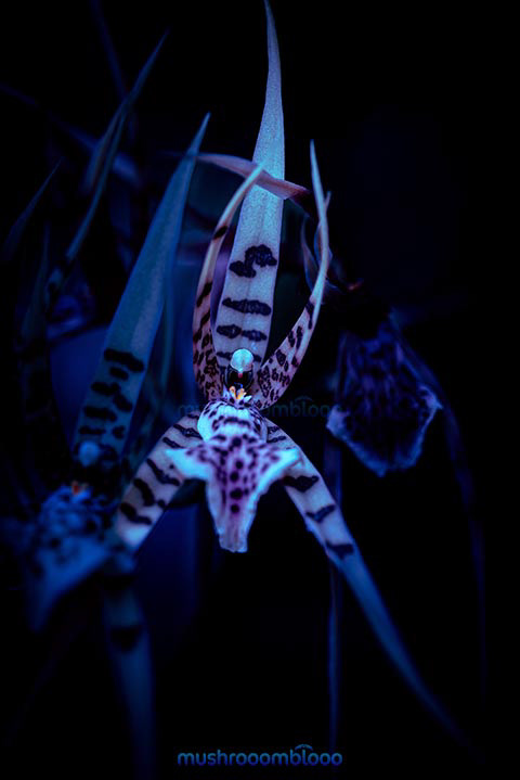 beautiful orchid bassia maculata flower under uv lights