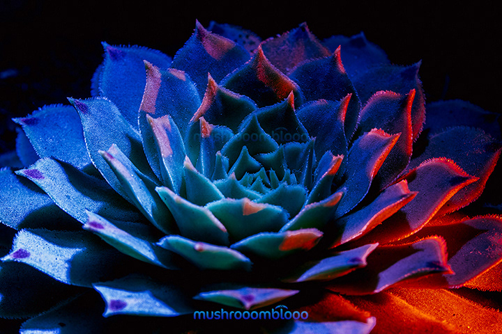 succulent with uv and red light contrast