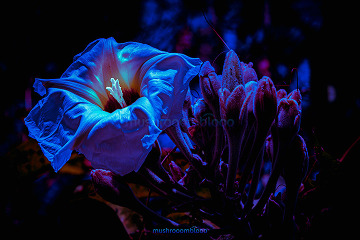 flower Ipomoea Alba lighten up with ultraviolet lights