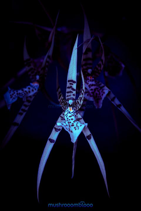 Macro photography of an Orchid flower under uv lights