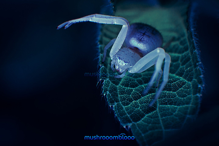 white spider lurking over a leaf plant under ultraviolet light