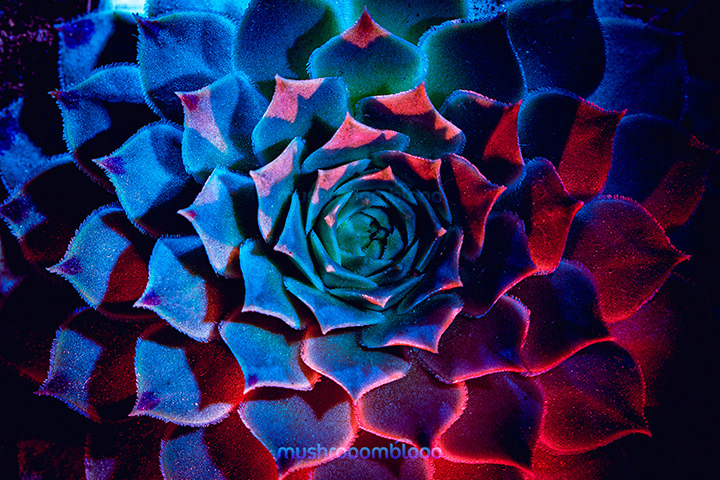 top shot of a succulent lighten up with uv and red lights