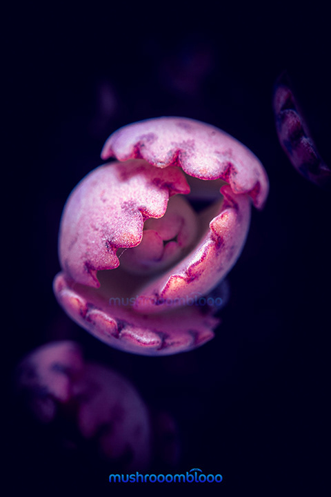 top shot of Pink kalanchoe succulent on blue dark background