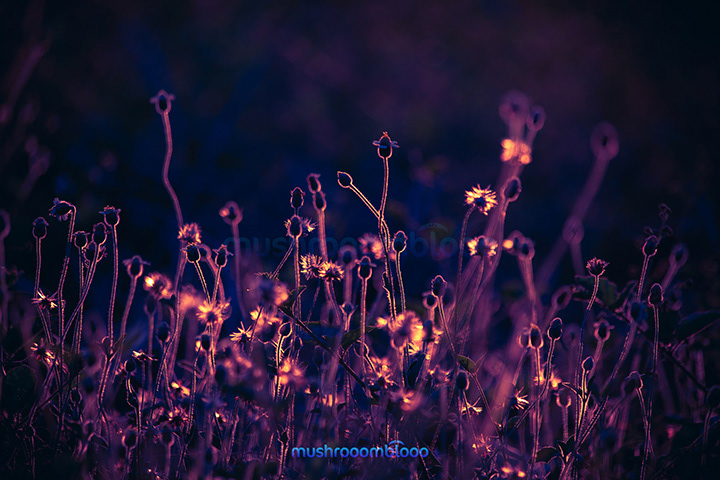 backlight of silvester flowers silhouettes color grading