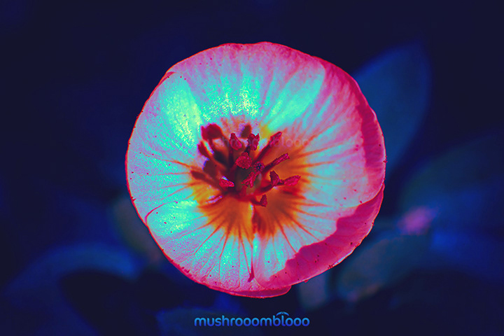 top shot of a pink flower exposed to ultraviolet light