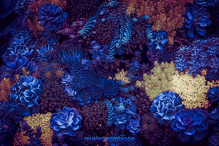 top shot variety of cactus and succulents lighten up with blue light