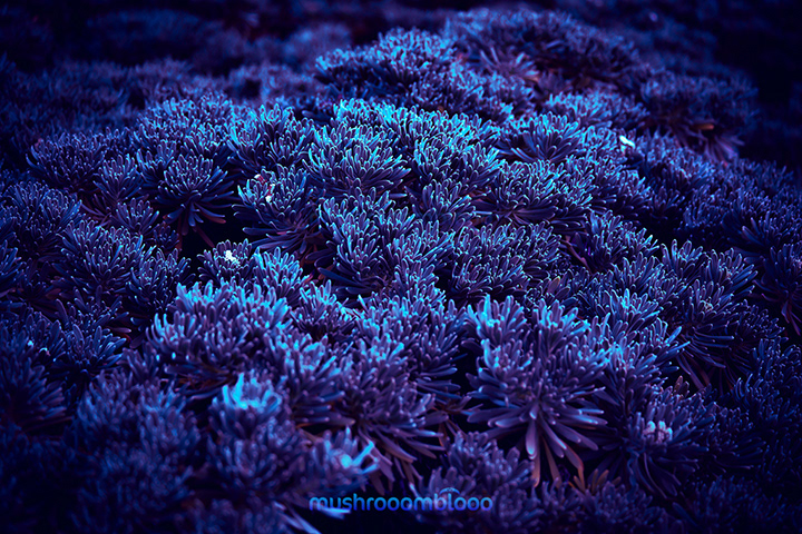 wide view of blue beach plants