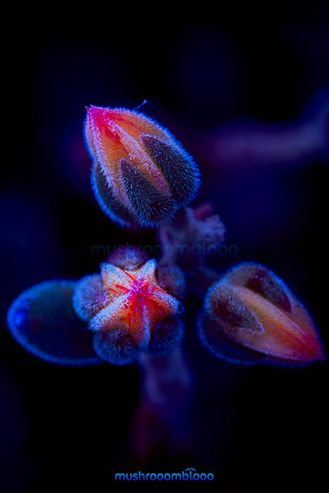 macro photography of succulent under ultraviolet ray lights