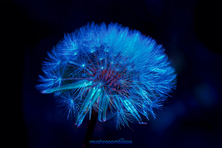 blue andelion flower due to be exposured to ultraviolet ray lights