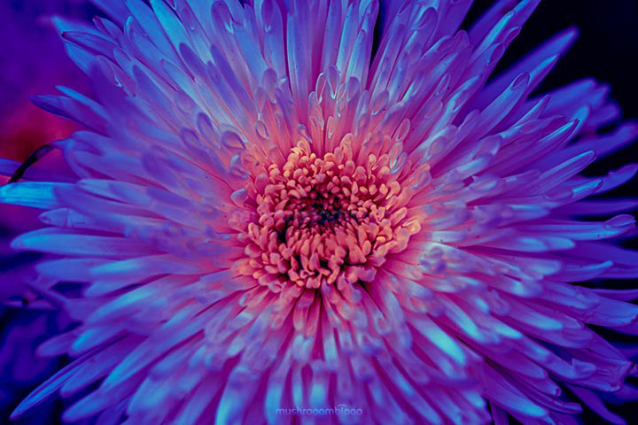 chrysanthemum flower blooming under ultraviolet lights