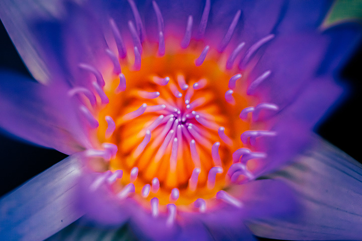 macro photography of filaments of lotus flower in colorful way