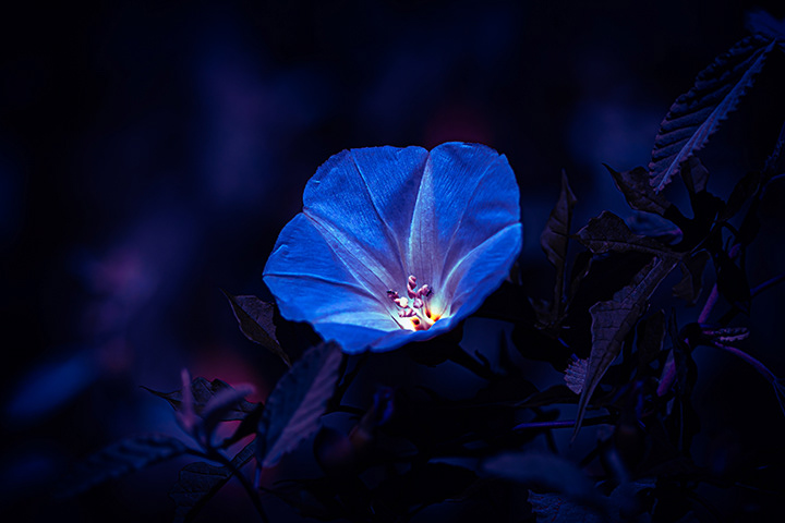 blue flower standing out from dark blue plants