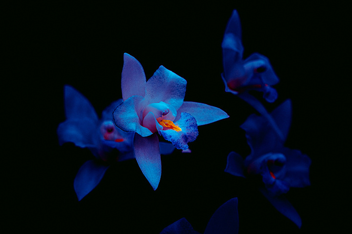 group of orchid flowers in the dark lighten up with uv flashlights