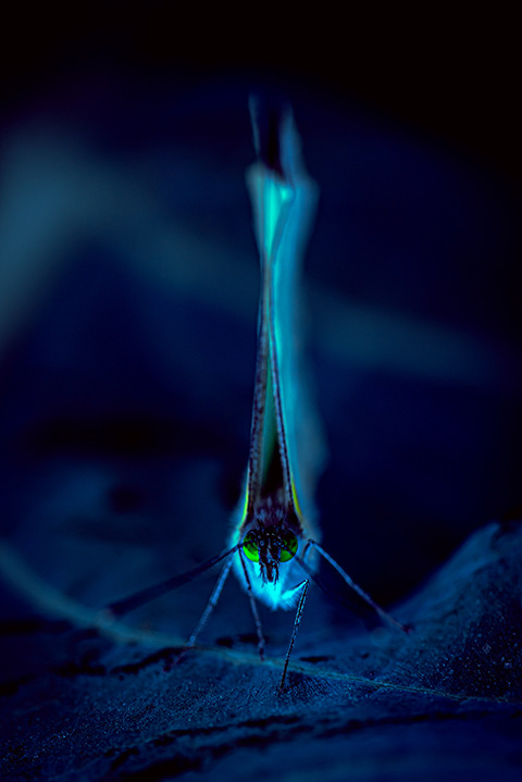 frontal picture of a butterfly standing on a leaf in blue shades