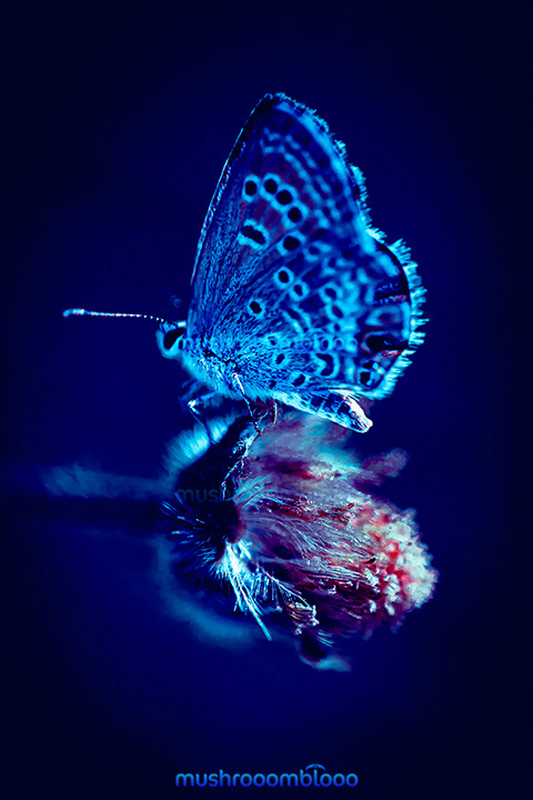 butterfly standing on a silvester flower in the night under moonlight