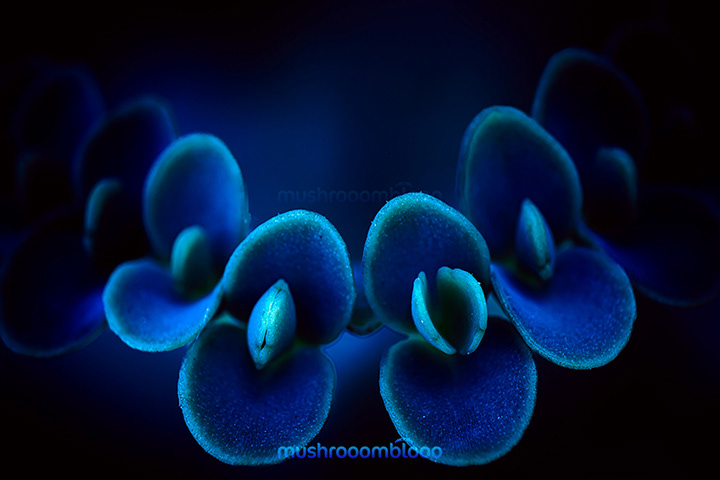 Macro photography detail of succulent kalanchoe