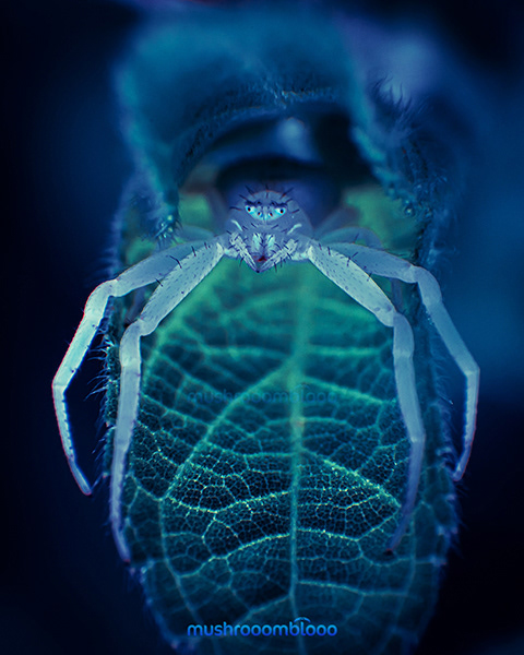 Macro photography of a white albino spider standing on a leaf exposed to uv lights