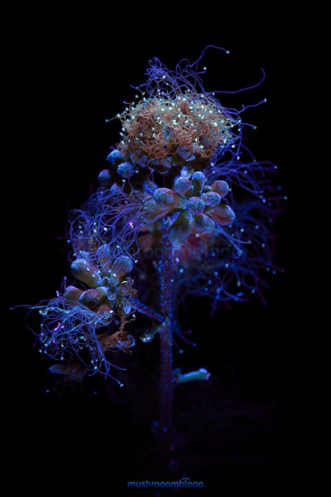 macro photography of an acacia tree flower under uv lights