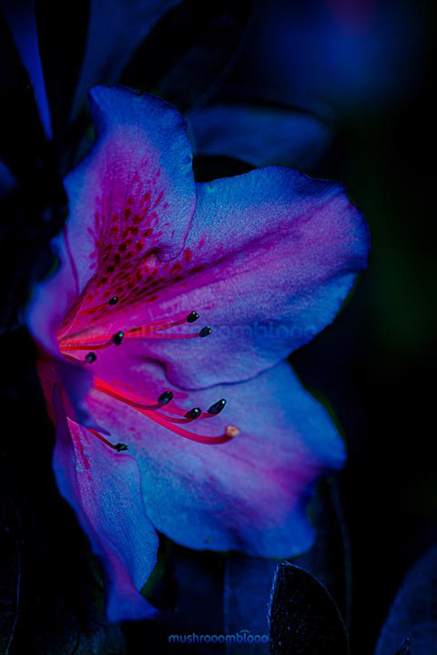 Side shot of blue flower with pink filaments