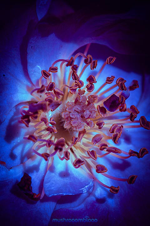 Macro photography of Camellia flower filaments exposed to uv lights