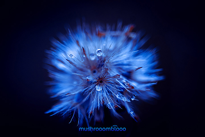 dandelion in moonlight with raindrops