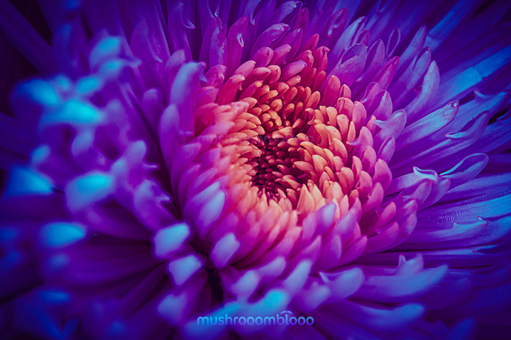 macro photography of a chrysanthemum flower under uv lights