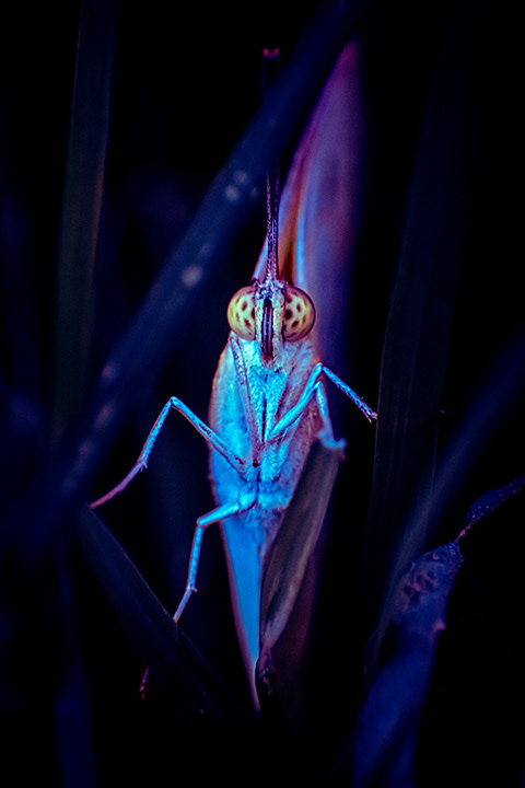 macro photography of a Butterfly standing on grass
