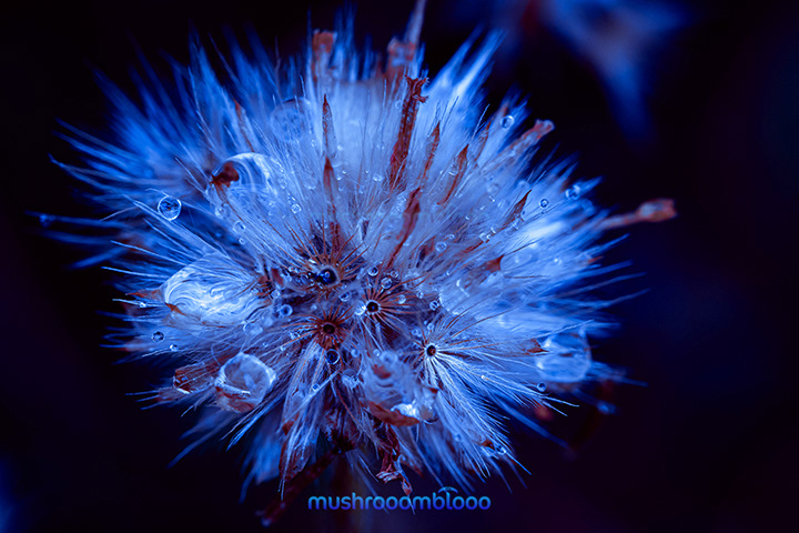 dandelion after the rain with drops on it