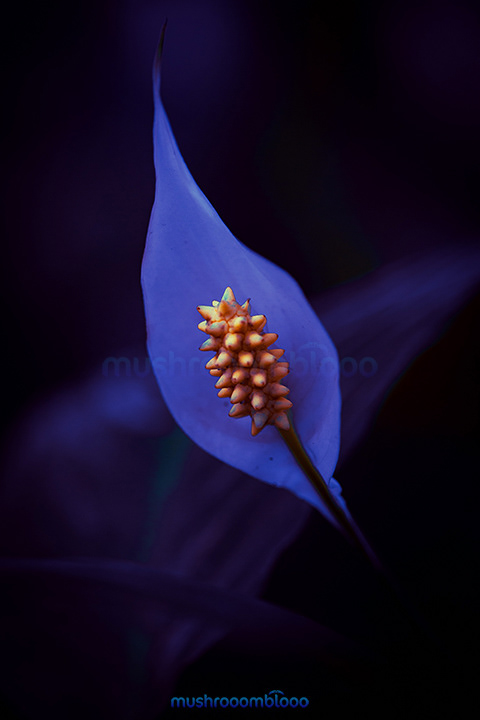 arum lily under uv lights in blue tones