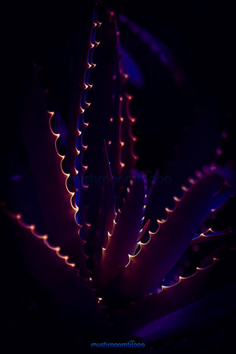 macro photography of aloe with shiny yellow thorns