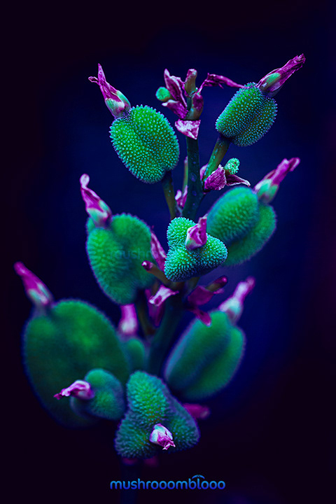 canna indica bulb plant before flourish